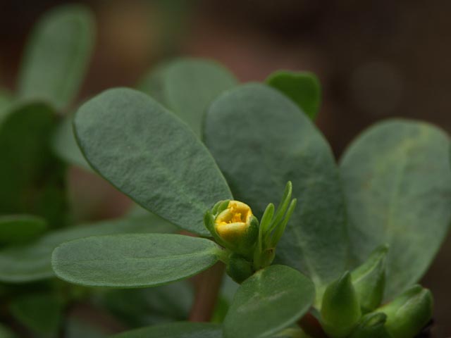かてもの 飯粮集 米沢藩の救荒植物の写真 かてもの 飯粮集 米沢藩の救荒植物の写真